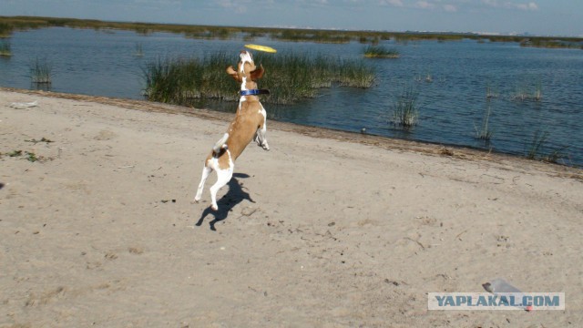 Собакочетверг на 02.01.2014
