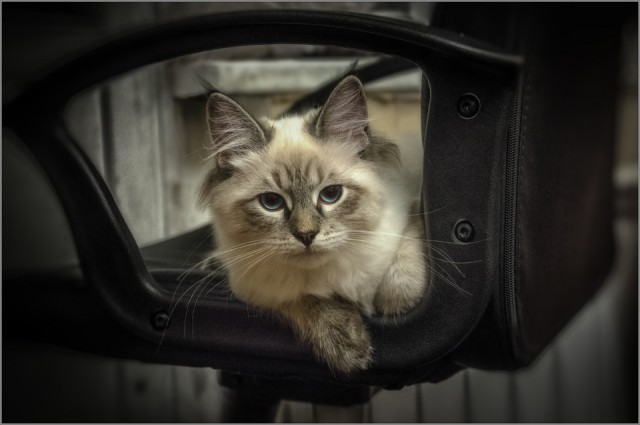 Котовторник 4.02.2014