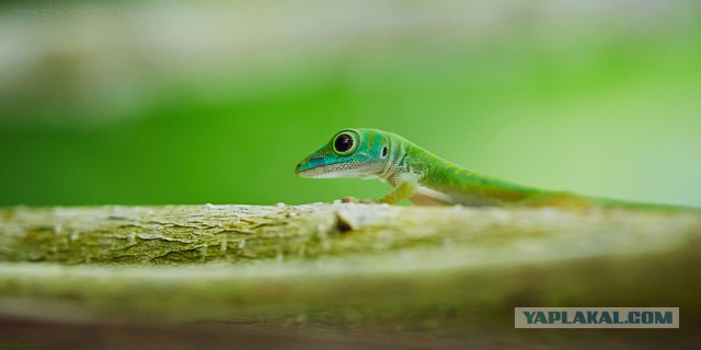 Как я съездил на Сейшелы