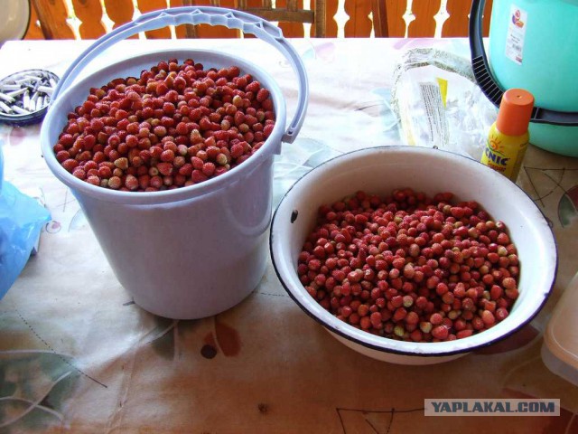 Про лето, грибы и сырное печенье