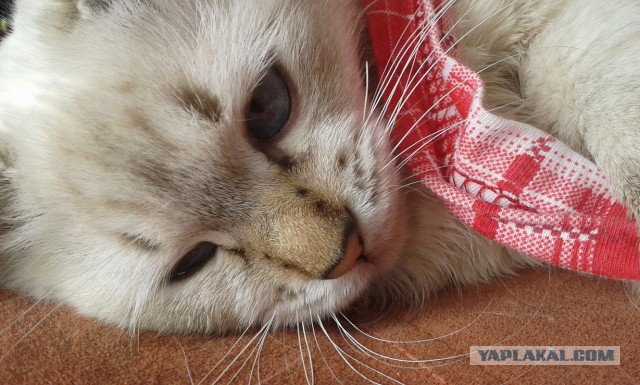 Котовторник 29.04.14.