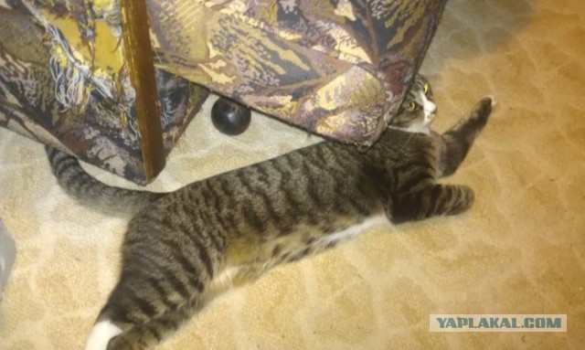Котовторник 27.5.2014