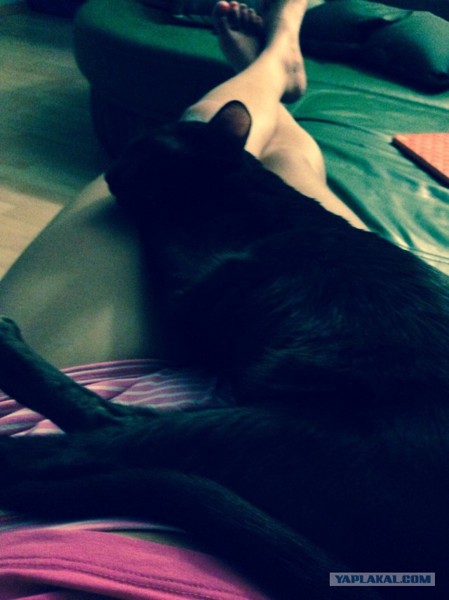 Котовторник 02.09.2014
