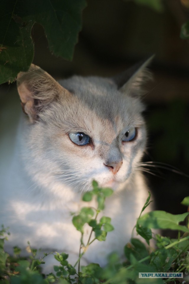 Котовторник 30.09.2014