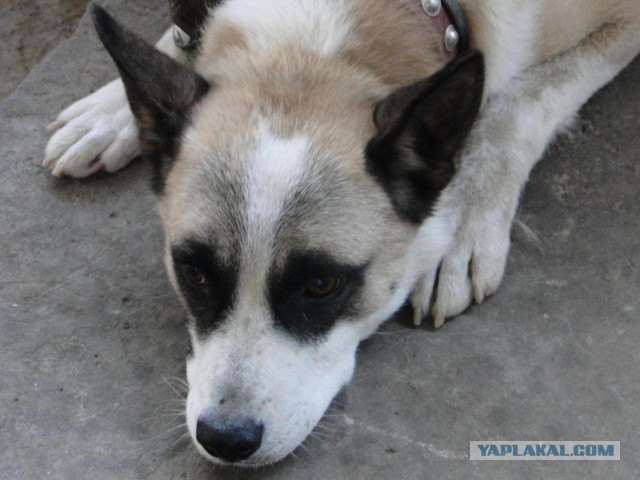 Загадки русских собачьих кличек