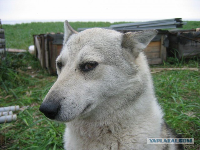 Хочу в Россию.