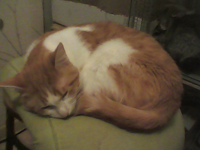 Моим котам