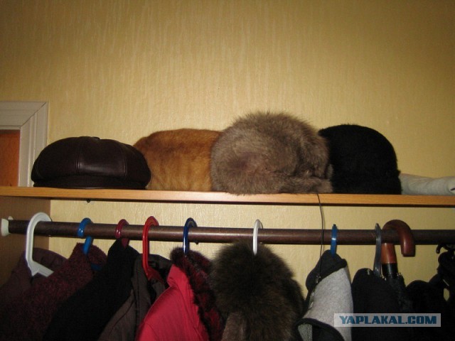 Животные — гении камуфляжа