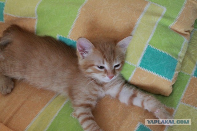 Котовторник 7.07.2015