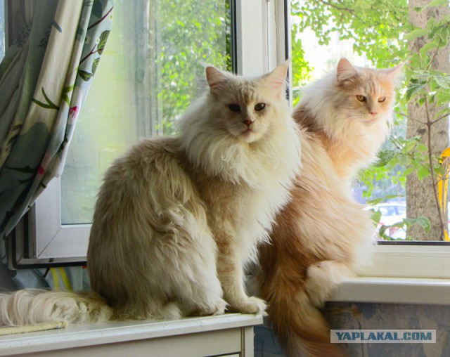 Котовторник