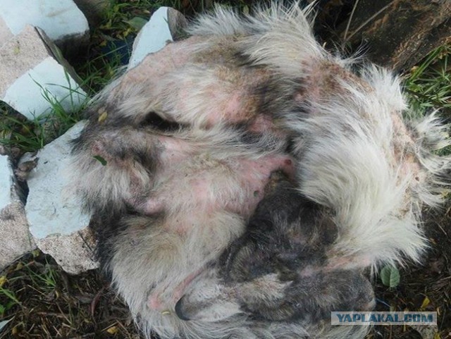 Спасение собачки