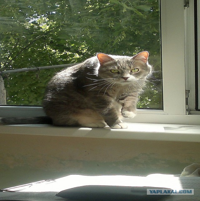 Котовторник 03.11.2015