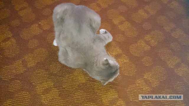 Котовторник 15.03