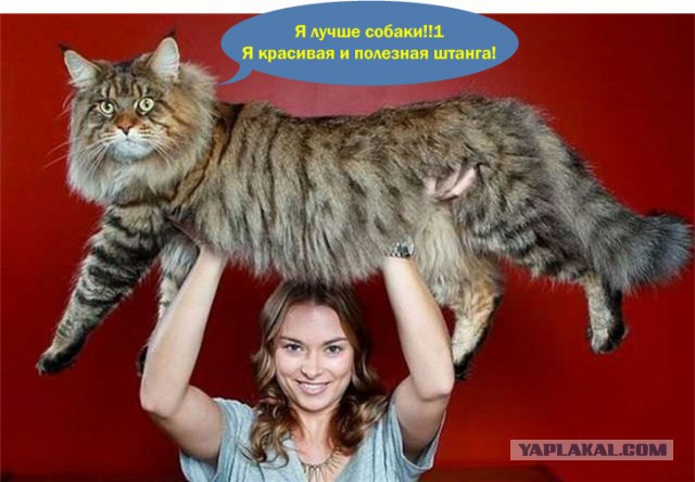10 интересных фактов о мейн-кунах
