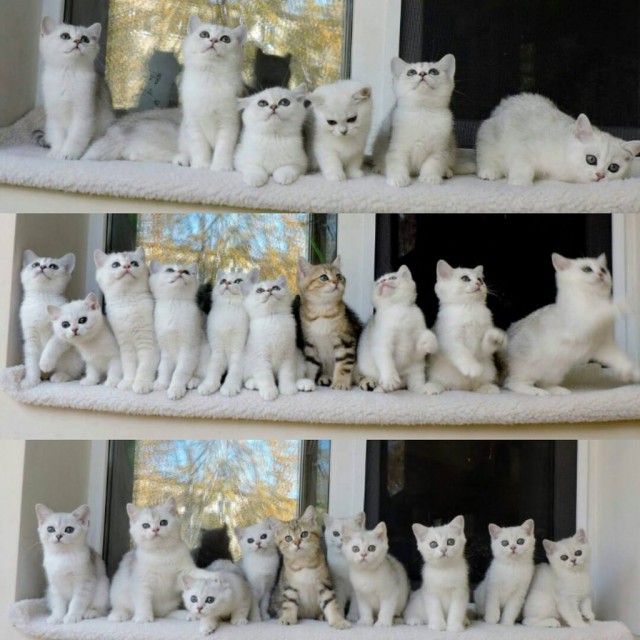 Картинки и приколы из сети