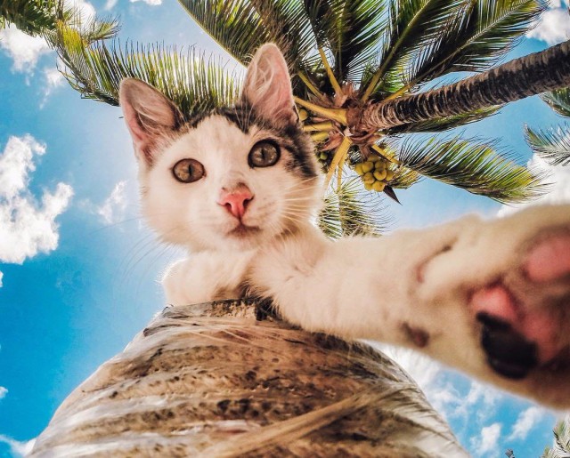 Коты из сети