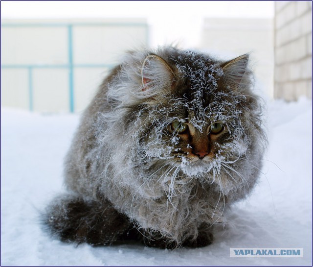 Котейки пост