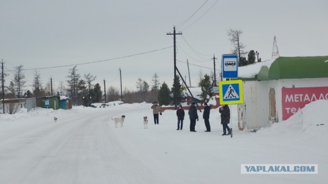 Новый Уренгой-Надым, покатушки  в выходные на День Оленевода