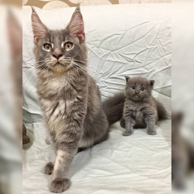 Коты и Кошки