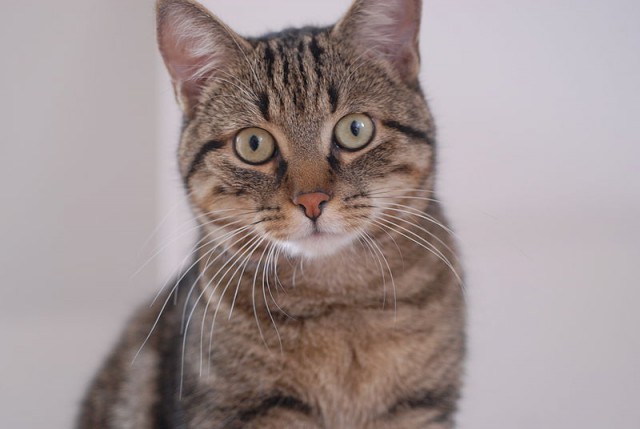 Коты и Кошки