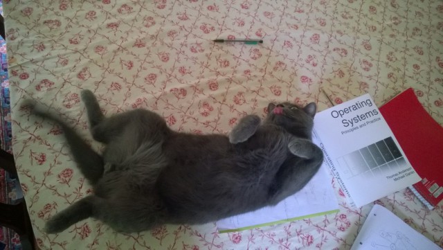 Коты и Кошки