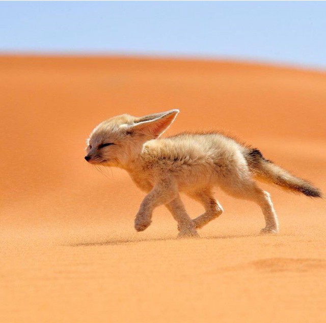 Живность из сети