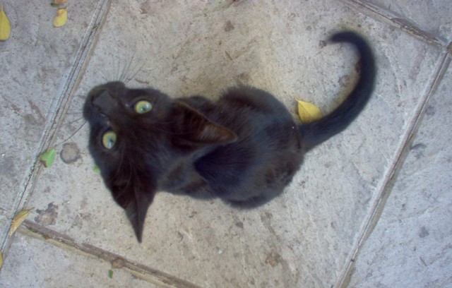 Коты и Кошки