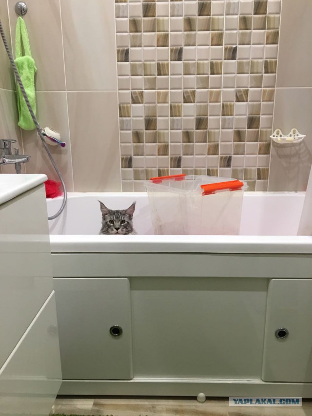 Котовторник  19.12.2017
