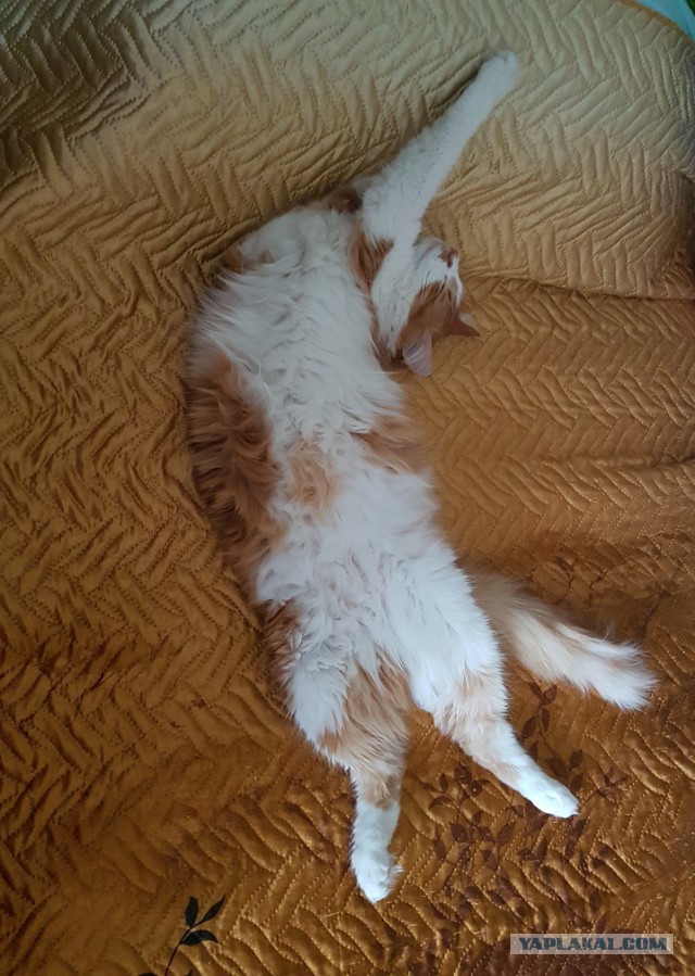 Фотобомбы котов