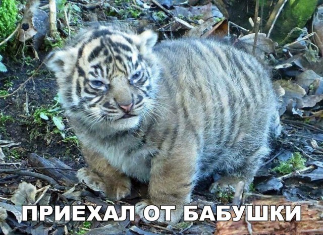 Живность из сети