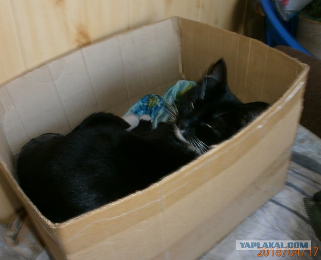 Котовторник ждали? А вот и он!