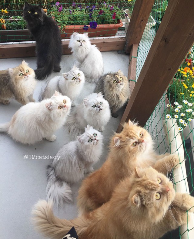 Прикольных котов пост