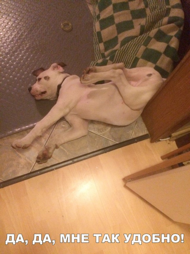 Нестандартный юмор