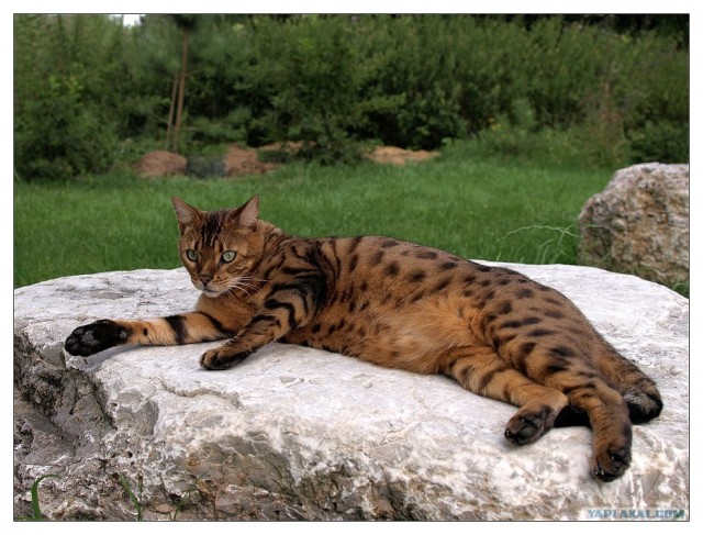 Уррааа! Котовторник на ЯПлакалъ!