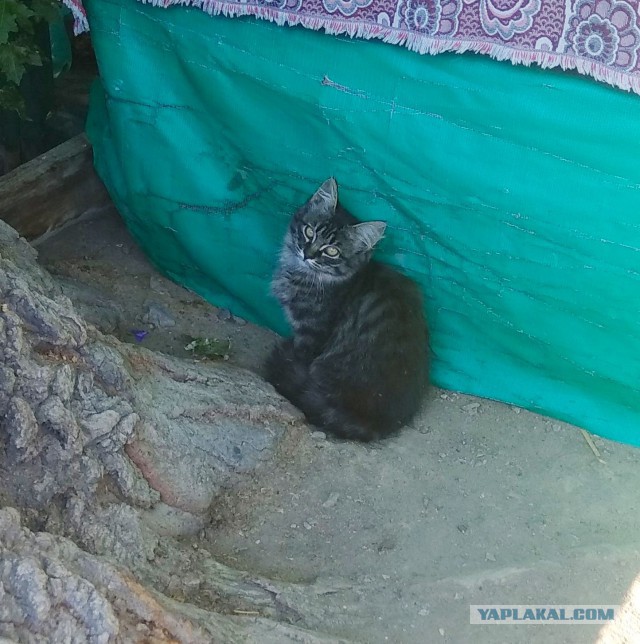 Котовторник  31.07.2018