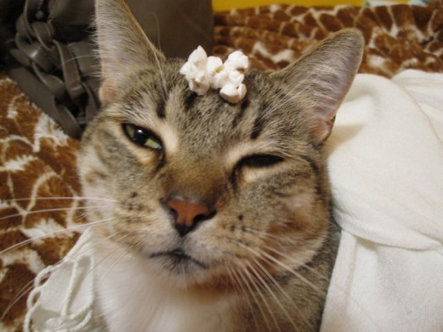 Котовторник: начало
