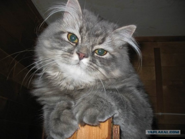 Котовторник на середину июня