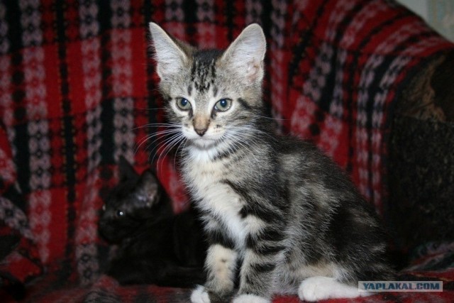Котовторник 1.11.11