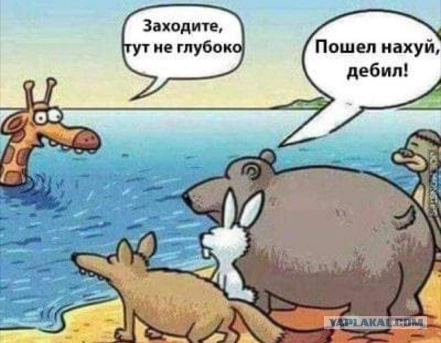 Бросай политоту, картинок завезли!