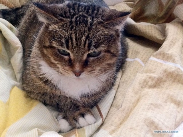Котовторник 24.04.2012