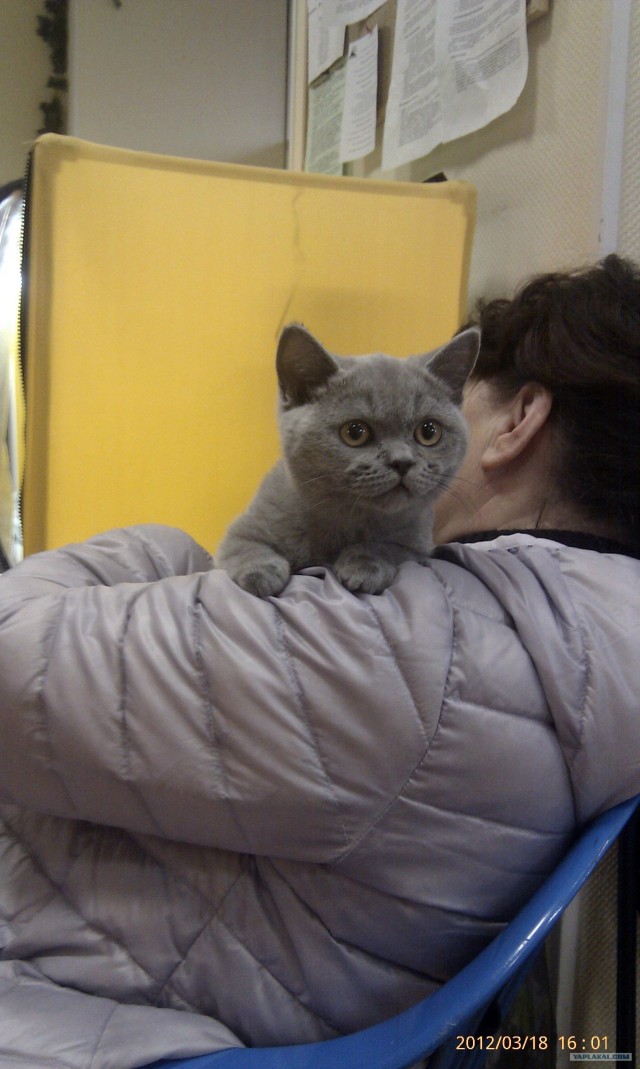 Котовторник   5.06.2012