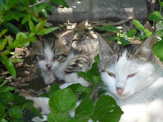 Котовторник 03 07 2012