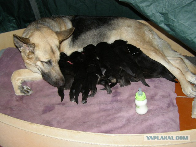 Мамочки и их щенки