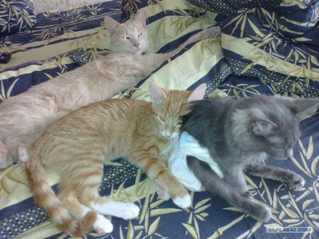 Котовторник  4.09.12