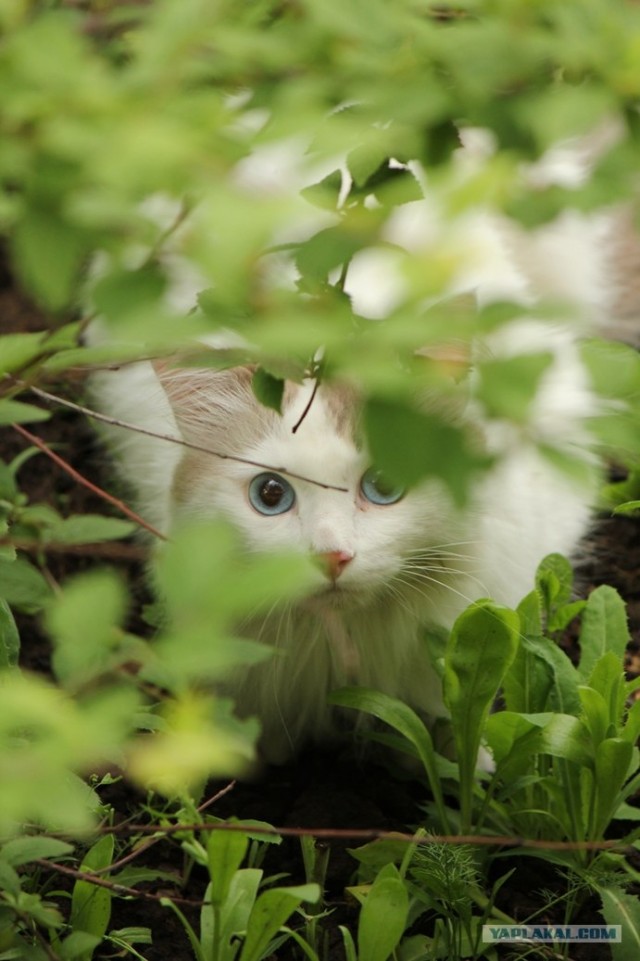 16 лучших котов сезона