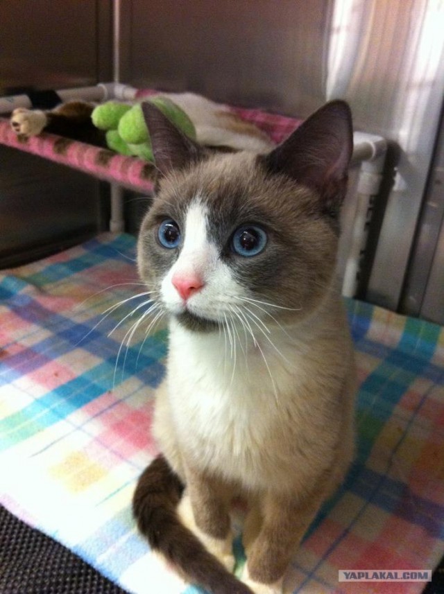 Котовторник 19.02.2013