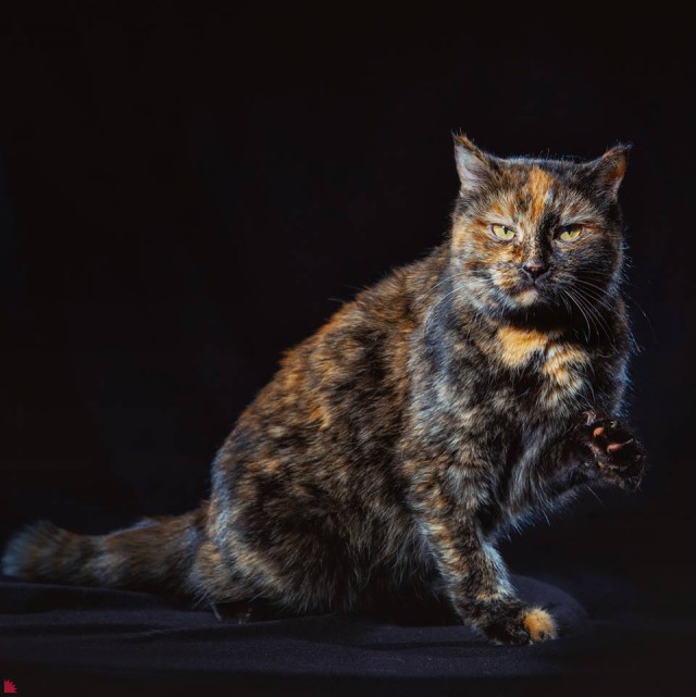 Забавные фото котеек