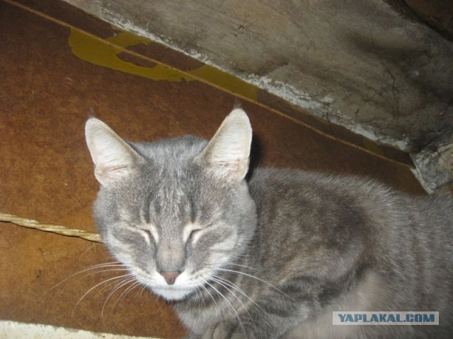 Жизнь домашнего приюта для котеек 276