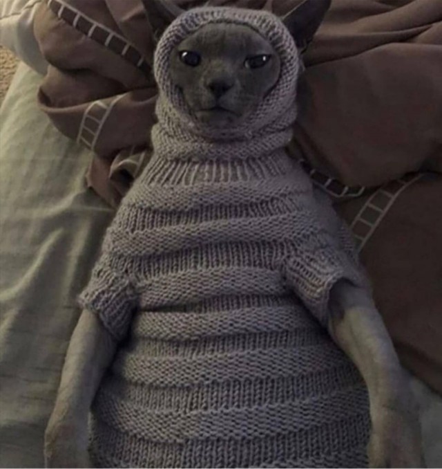 Коты из сети