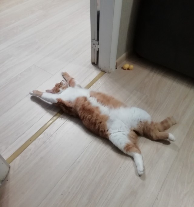 Последний котовторник 2020 года